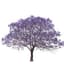 jacaranda 프로필