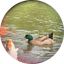 너구리백반 프로필