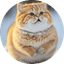 바니v 프로필