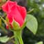 roseholic 프로필
