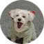 보라지차 프로필
