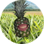 chaeyeone 프로필